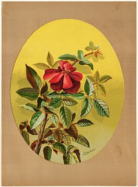             Single red rose (oval composition)          