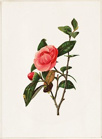             Camellia          