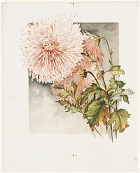             Chrysanthemums          