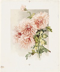             Chrysanthemums          