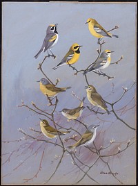             Plate 81: Golden-winged Warbler, Blue-winged Warbler, Lawrence's Warbler, Brewster's Warbler, Nashville Warbler, Orange-crowned Warbler, Tennessee Warbler           by Allan Brooks