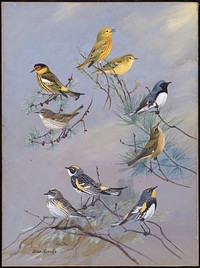             Plate 82: Yellow Warbler, Cape may Warbler, Black-throated Blue Warbler, Myrtle Warbler, Audubon's Warbler           by Allan Brooks