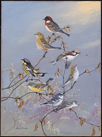             Plate 83: Bay-breasted Warbler, Chestnut-sided Warbler, Magnolia Warbler, Cerulean Warbler           by Allan Brooks