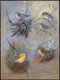             Plate 80: Black and White Warbler, Northern Parula Warbler, Prothonotary Warbler, Worm-eating Warbler           by Allan Brooks