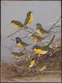             Plate 86: Kentucky Warbler, Connecticut Warbler, Mourning Warbler, Yellow-breaster Chat, Maryland Yellow-throat           by Allan Brooks
