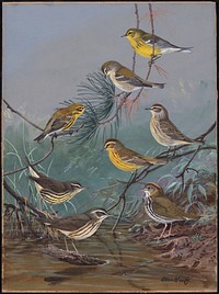             Plate 85: Pine Warbler, Prairie Warbler, Palm Warbler, Yellow Palm Warbler, Oven-bird, Louisiana Water-Thrush, Water-Thrush           by Allan Brooks