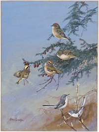             Plate 91: Ruby-crowned Kinglet, Golden-crowned Kinglet, Blue-gray Gnatcatcher           by Allan Brooks