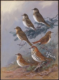             Plate 92: Gray-cheeked Thrush, Bicknell's Thrush, Olive-backed Thrush, Hermit Thrush, wood Thrush, Veery           by Allan Brooks