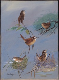             Plate 89: House Wren, Winter Wren, Carolina Wren, Short-billed Marsh Wren, Long-billed Marsh Wren           by Allan Brooks