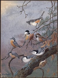             Plate 90: Tufted Titmouse, Chickadee, Acadian Chickadee, Red-breasted Nuthatch, White-breasted Nuthatch, Brown Creeper           by Allan Brooks