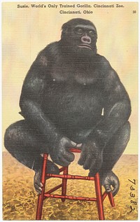             Susie, World's only trained Gorilla, Cincinnati Zoo, Cincinnati, Ohio          