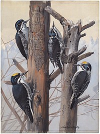             Plate 50: Arctic Three-toed Woodpecker, Three-toed Woodpecker           by Louis Agassiz Fuertes