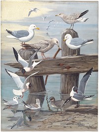             Panel 6: Herring Gull, Ring-billed Gull, Sabine's Gull, Bonaparte's Gull, Laughing Gull           by Louis Agassiz Fuertes