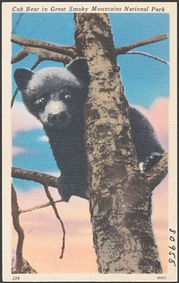             Cub bear in Great Smoky Mountains National Park          