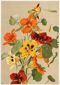             Nasturtiums           by Ellen Thayer Fisher