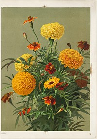             Marigolds           by Ellen Thayer Fisher