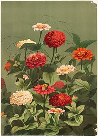             Zinnias           by Ellen Thayer Fisher