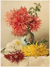             Chrysanthemums          