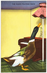             The piano playing duck          