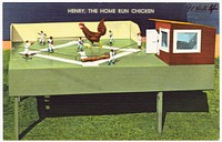             Henry, the home run chicken          