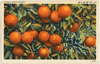             Golden Florida oranges          