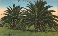             Sago-palms in Florida          