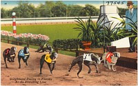             Greyhound racing in Florida at the finishing line          