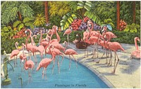             Flamingos in Florida          