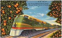             The Orange Blossom Special going through orange groves in Florida          