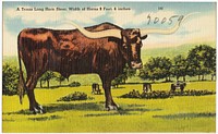             A Texas Long Horn Steer, width of horns 9 feet, 6 inches          