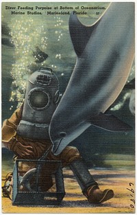             Diver feeding porpoise at bottom of oceanarium, Marine Studios, Marineland, Florida          