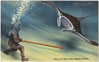             Diver and manta ray, Marine Studios          