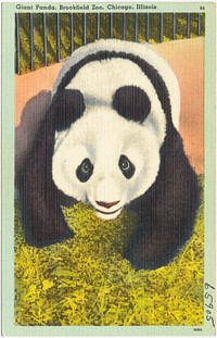             Giant Panda, Brookfield Zoo, Chicago, Illinois          