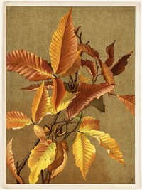             Autumn Leaves no. 3 Beech           by Ellen Thayer Fisher