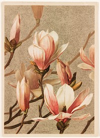             Magnolia           by Ellen Thayer Fisher