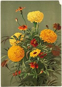             Marigolds           by Ellen Thayer Fisher