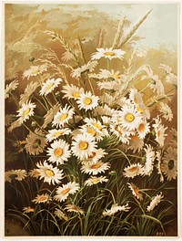             Daisies           by Ellen Thayer Fisher