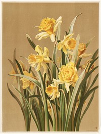             Daffodils           by Ellen Thayer Fisher