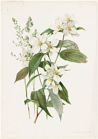             Mock orange or syringa          