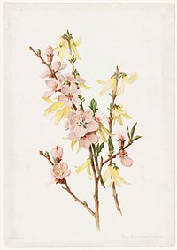             Peach blossoms and forsythia          