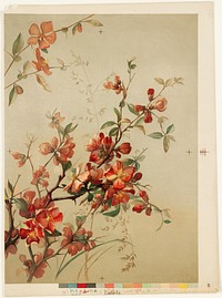             Study of Japan quince          