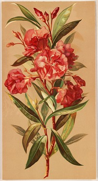             Oleander blossoms          