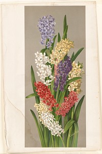             Hyacinths          