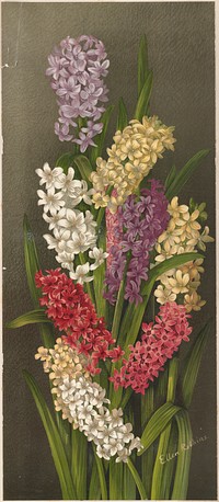             Hyacinths          