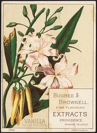             Vanilla, Vanilla Planifolia - Bugbee & Brownell, fine flavoring extracts, Providence, Rhode Island          