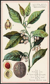             Nutmeg, Myristica moschata          