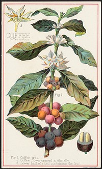             Coffee, Coffea Arabica          