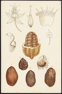             Theobroma Cacao          
