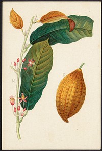             Theobroma Cacao. M, branch showing flowers and leaves. F, Pod containing seeds          