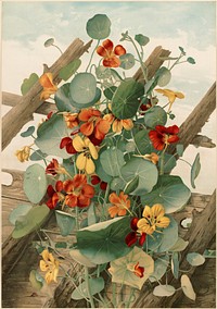             The nasturtiums, no. 2          